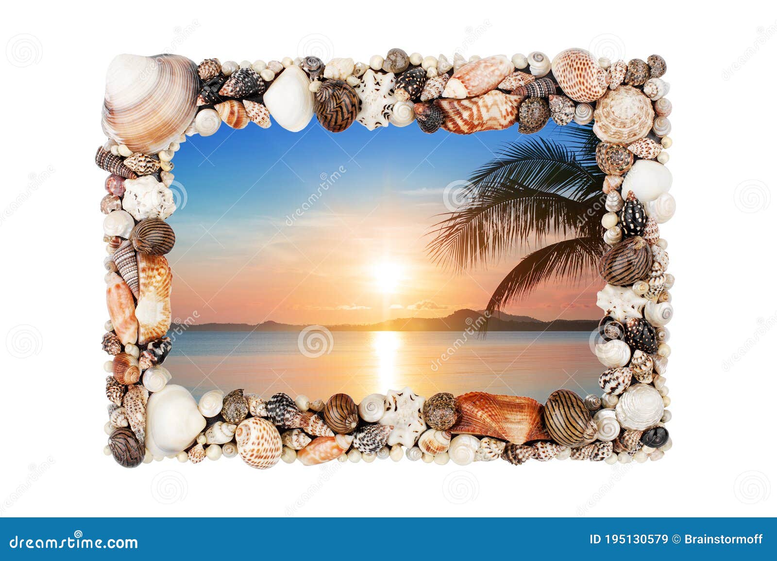 Pastel White Sea Shells Background Small Shells Closeup Sea Shell Banner  Template Stock Photo - Download Image Now - iStock