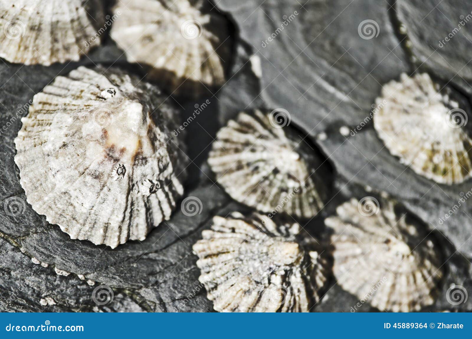 Seashells on rocks stock photo. Image of food, shell 45889364