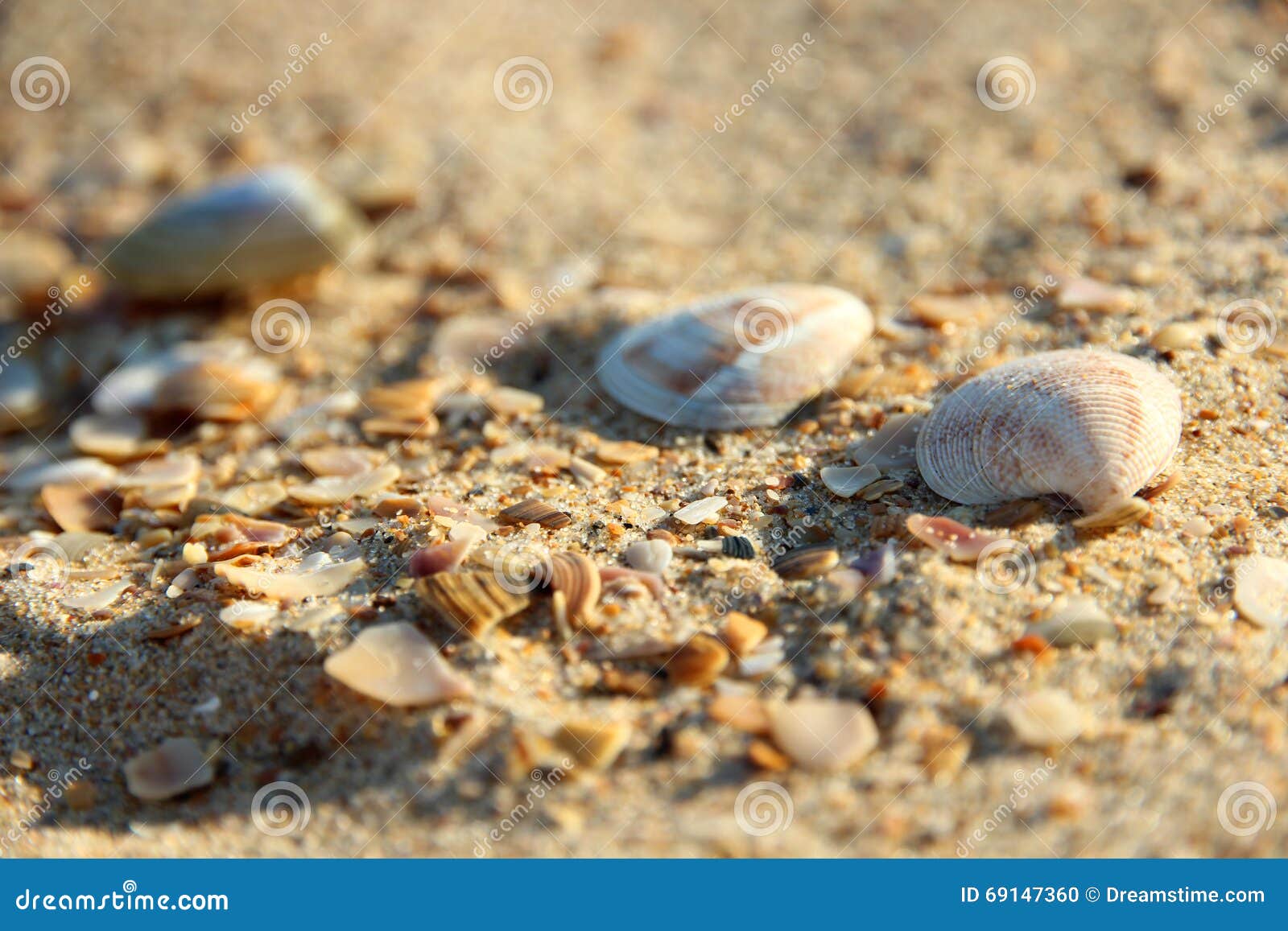 Seashells in the sand stock photo. Image of stones, beach - 69147360