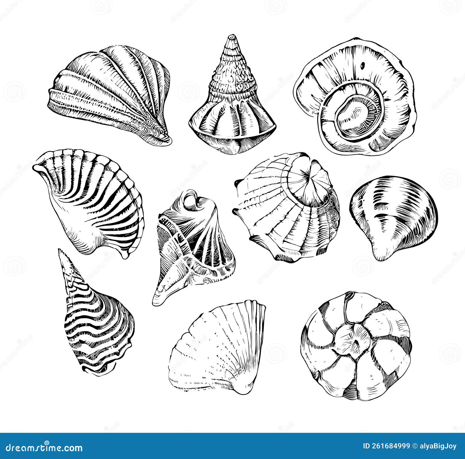 seashells set sketch hand drawn engraving style underwater world