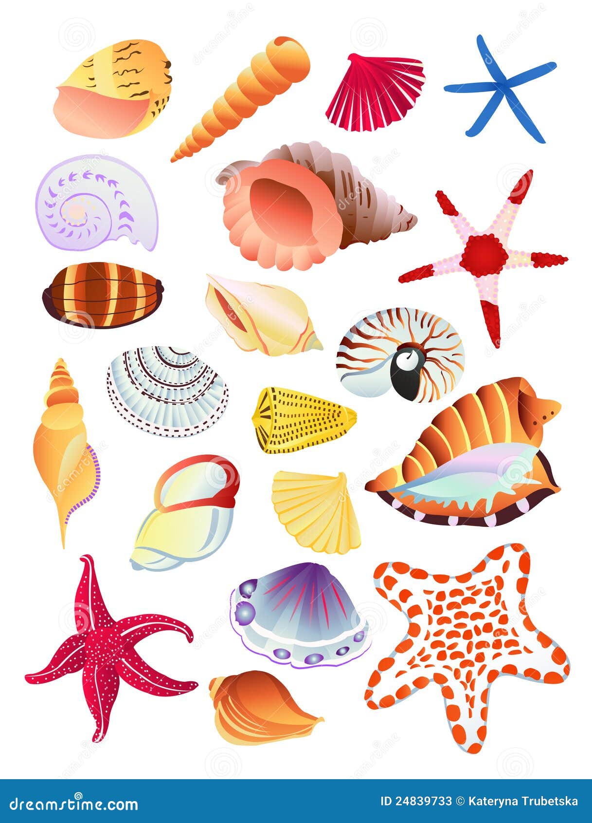 seashells and starfish