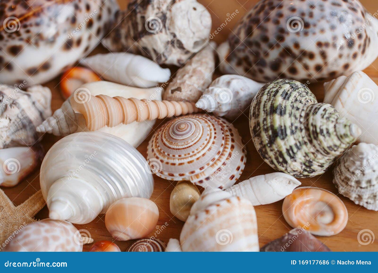 seashells and starfish background. many different seashells piled together. ocean life.