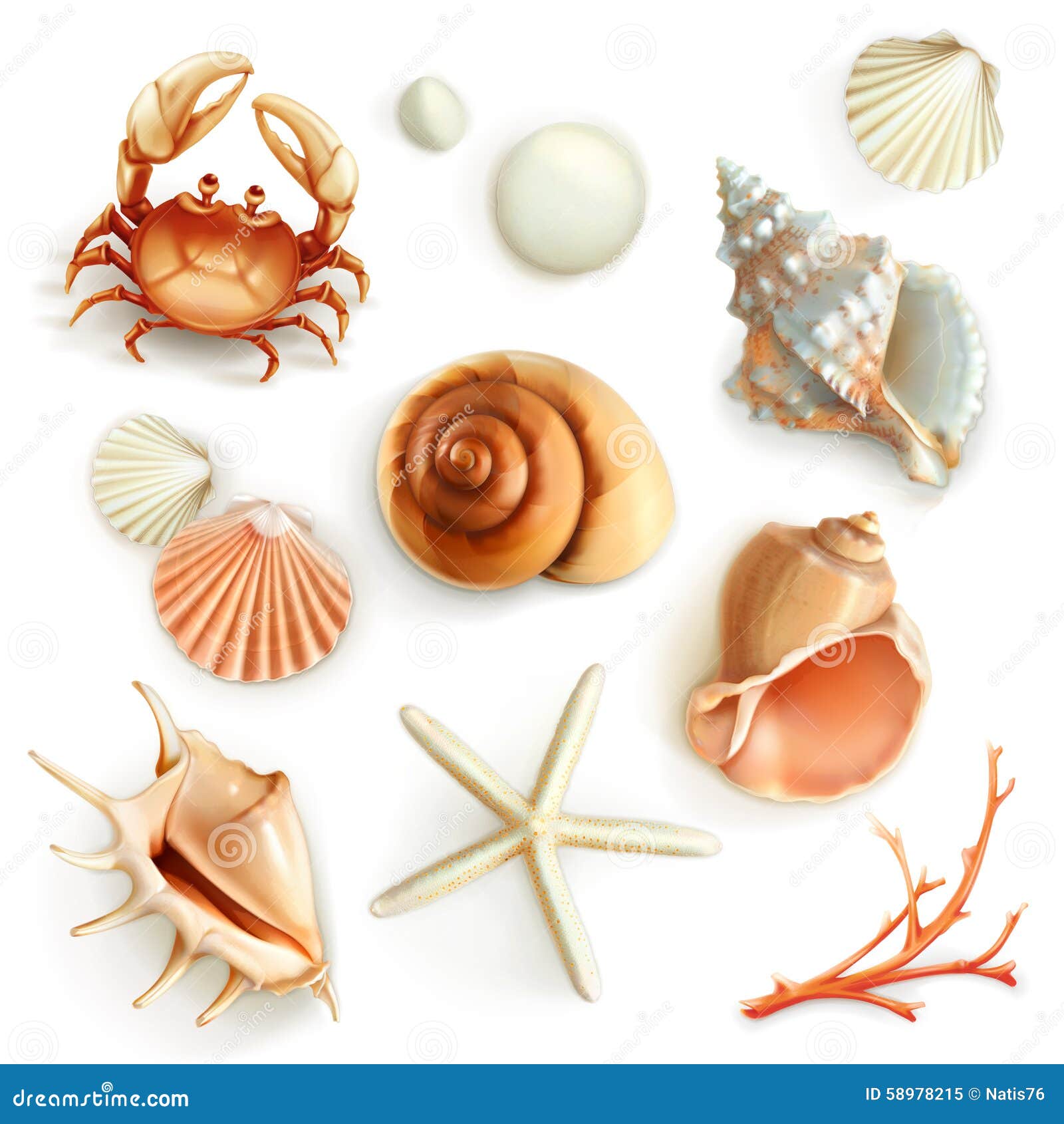 seashells  icons