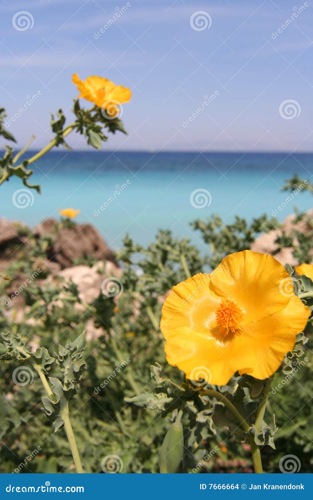Seashore Flowers stock photo. Image of rocks, pristine 7666664