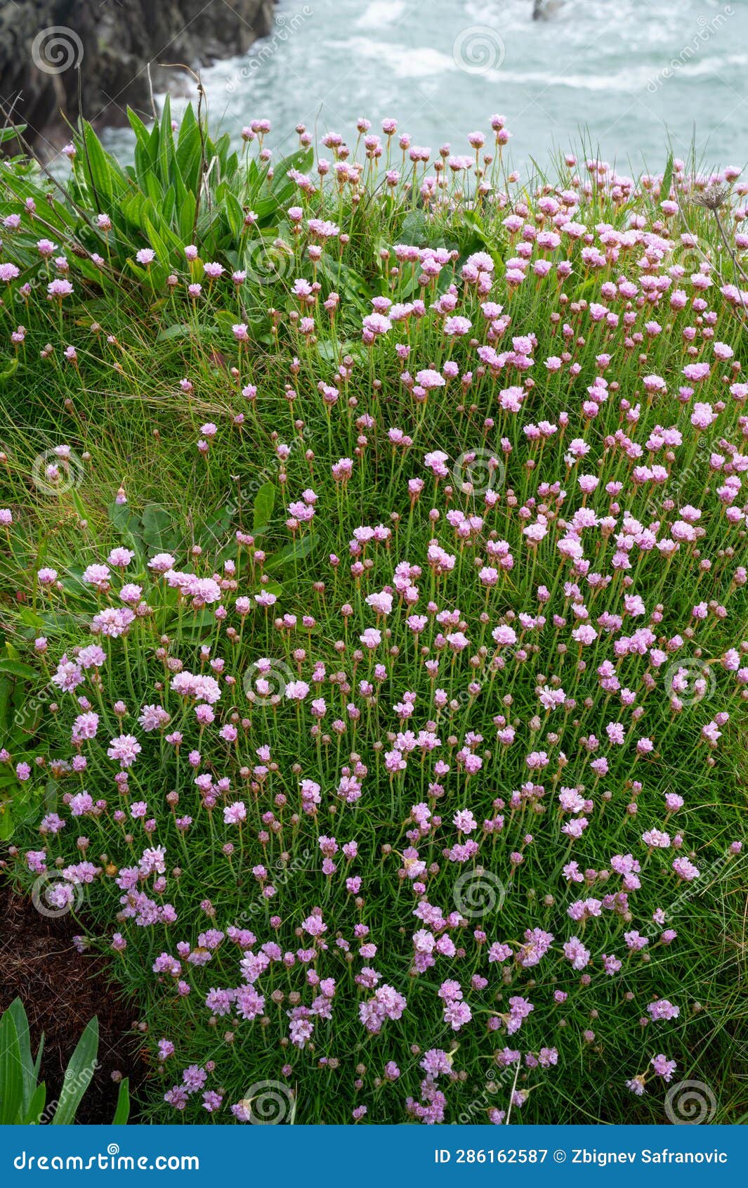 seaside forb meadow , wild flowers in pink colors.