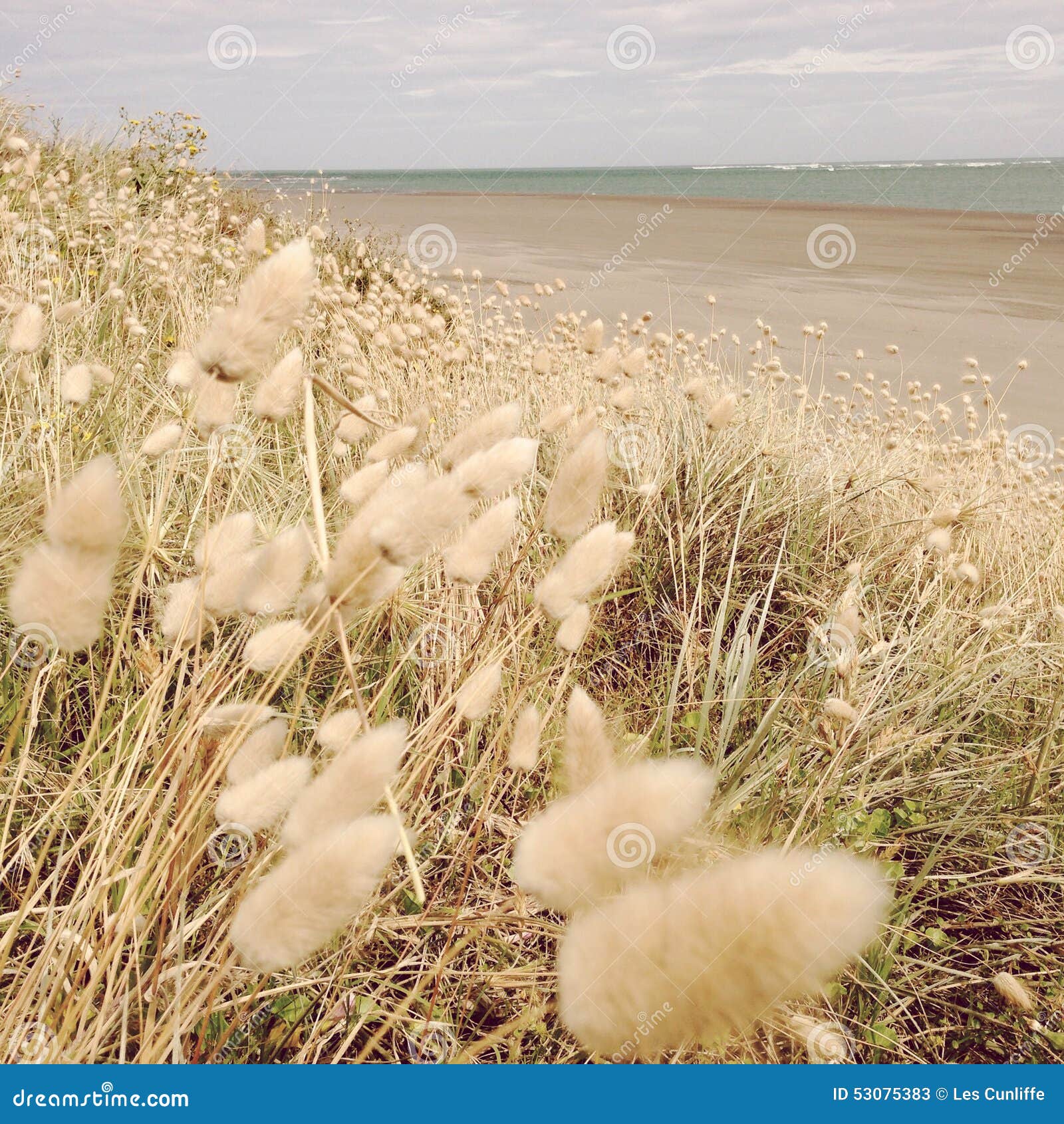 Seaside Grass Stock Image Image Of Ocean Grassland 53075383