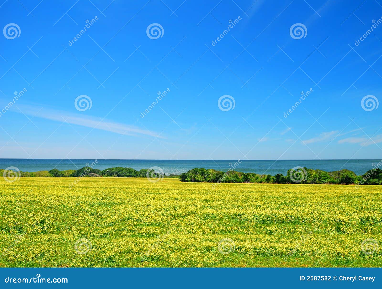 seaside meadow