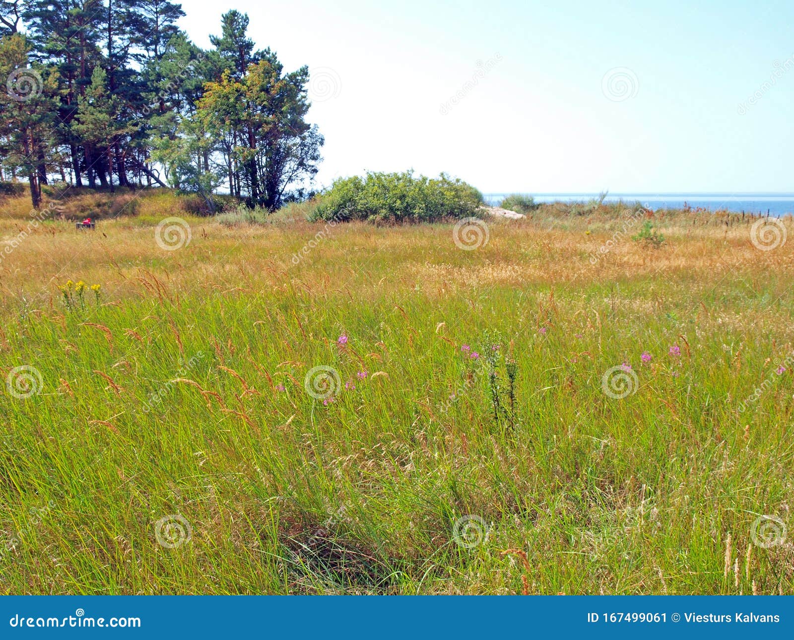 Download Seaside Meadow Stock Image Image Of Summer Forest 167499061