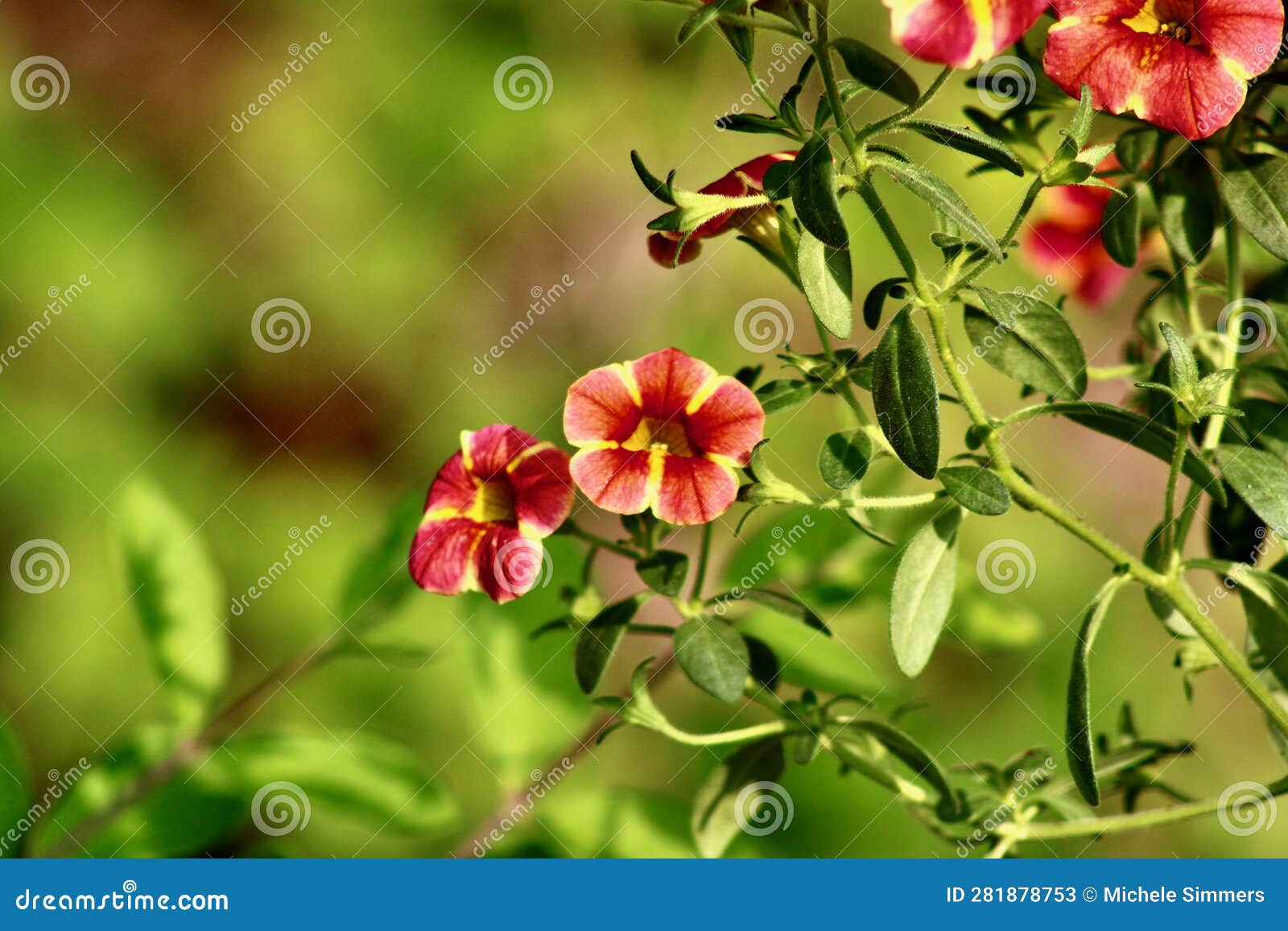 seaside petunia in the bright sunlight jenningsville pennsylvania