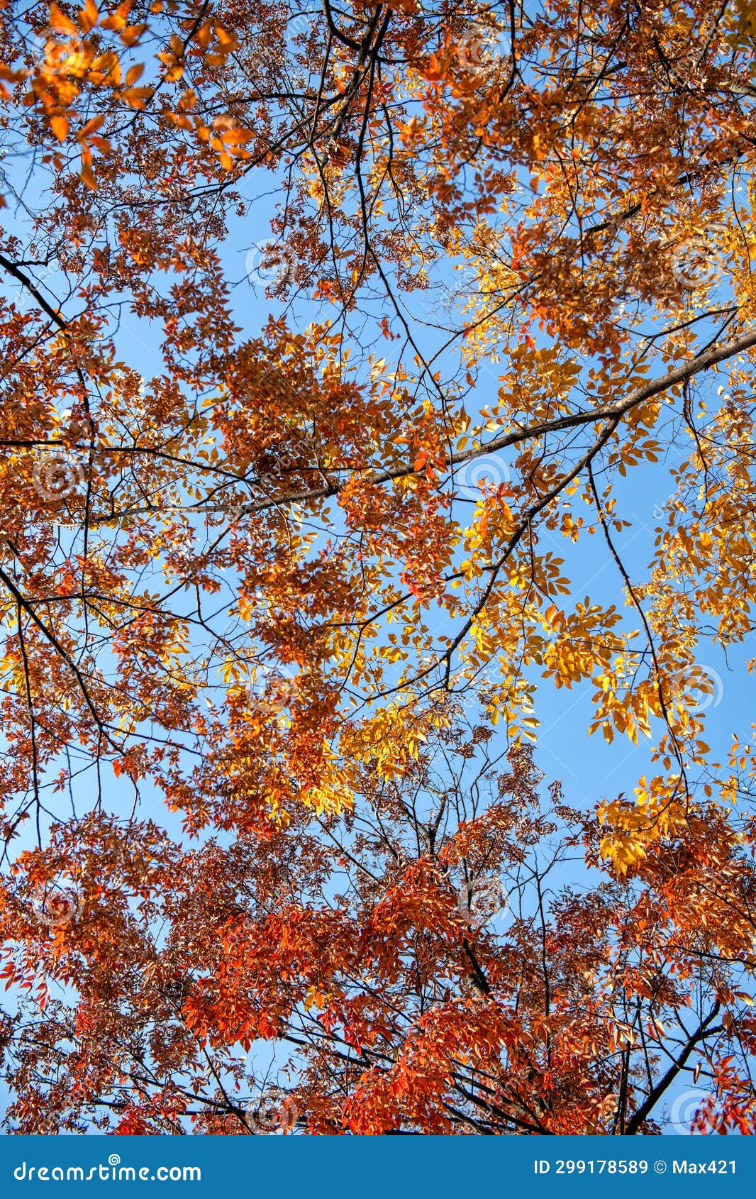 Changing of the Season To Autumn, Shanghai China Stock Image - Image of ...