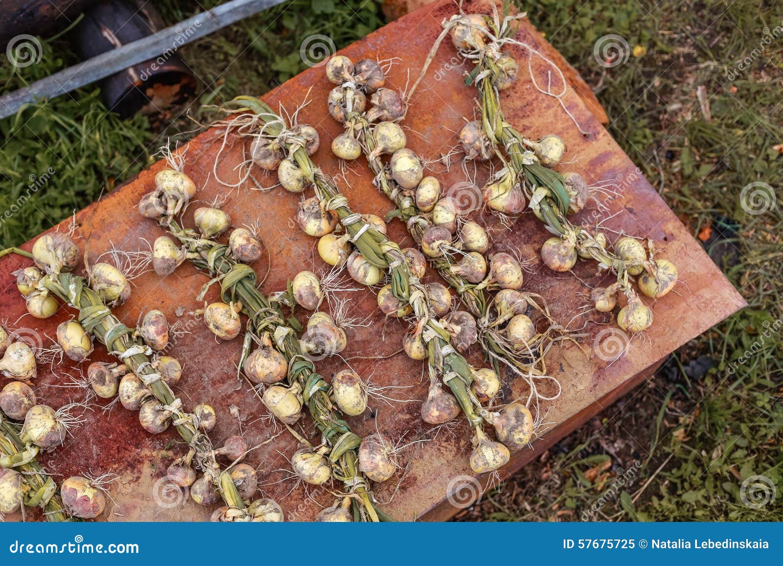 Season of Harvest, Plaited Onions on a Rusty Background, Braided Stock