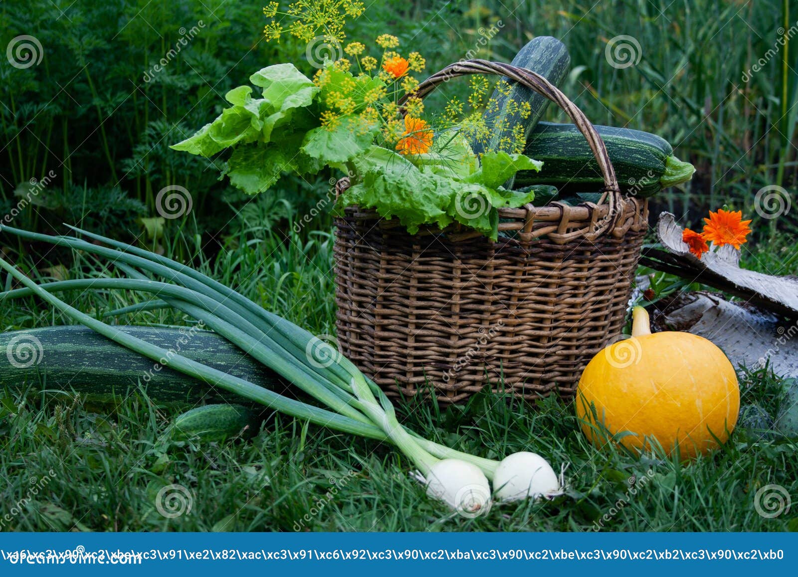 The Season of Harvest. Vegetables. Greenery in the Garden Stock Image