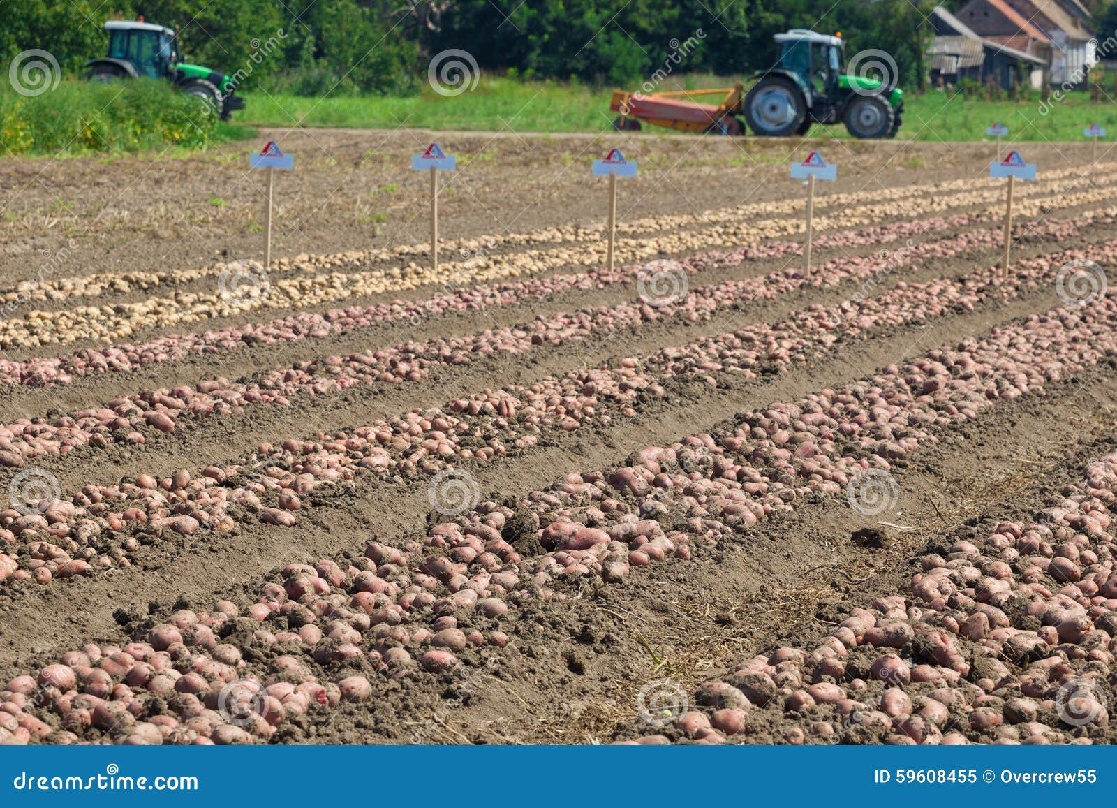 Season harvesting potatoes stock image. Image of earth 59608455