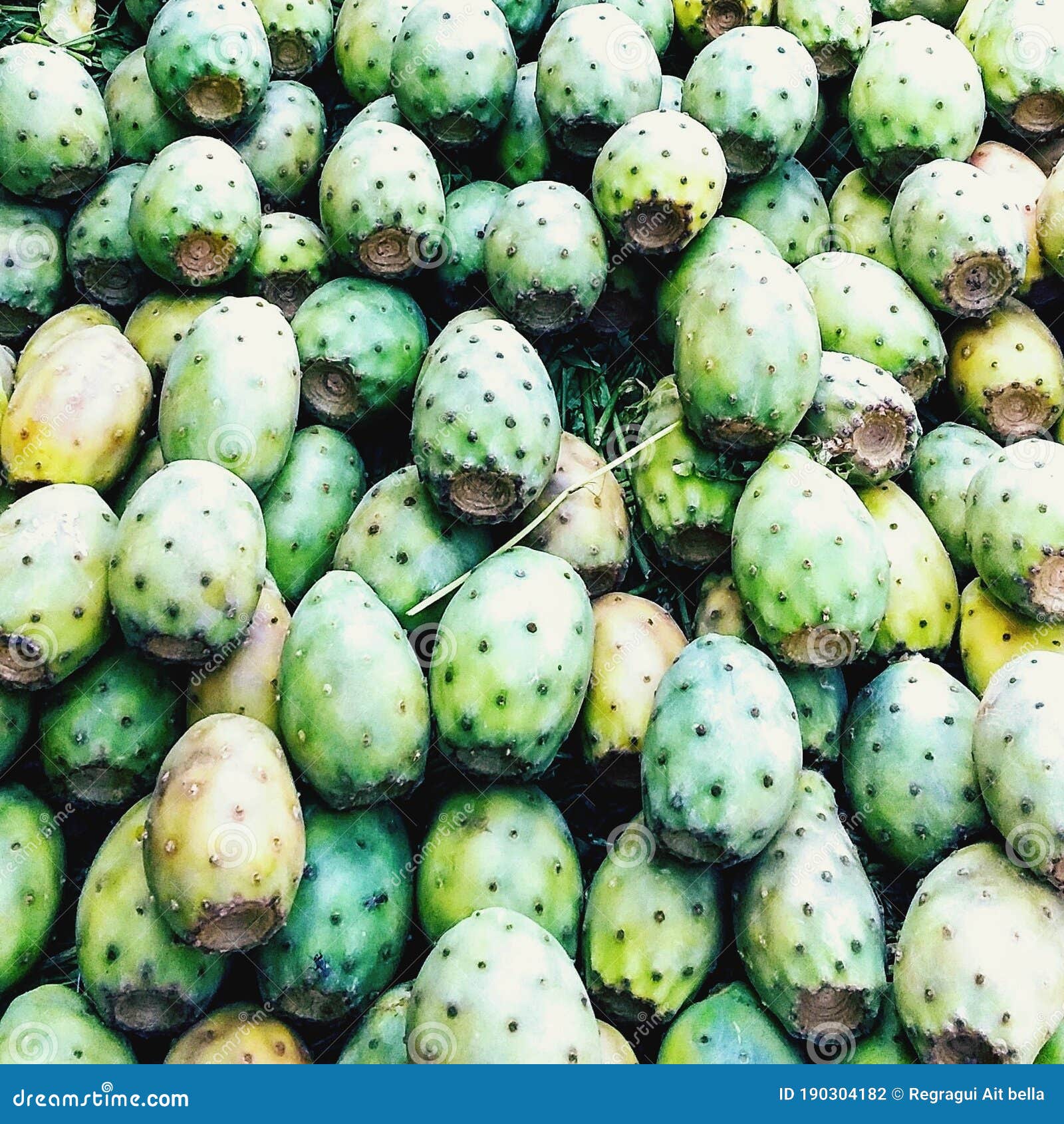 The Season of Prickly Pears Has Come Stock Photo Image of season, pears 190304182