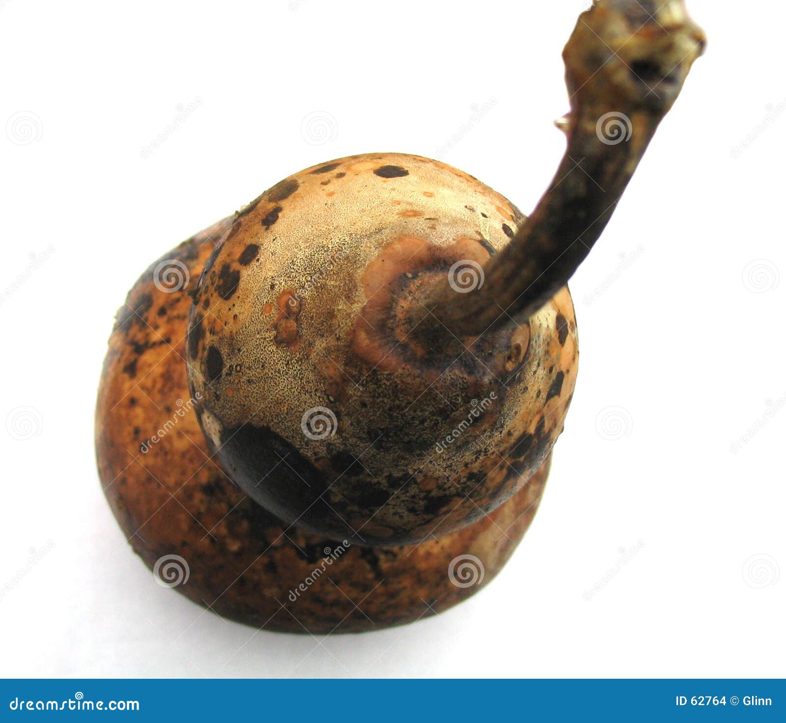 This Season S Gourdisolated Stock Photo Image of isolated, stem 62764