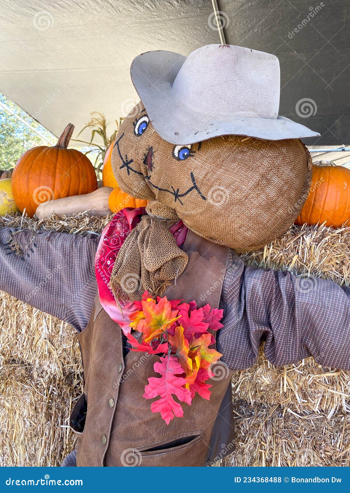 Top 104+ Images seasonal adventures pumpkin patch photos Full HD, 2k, 4k