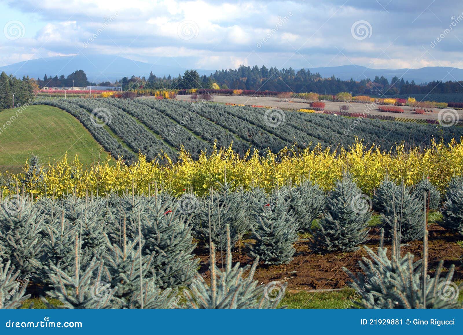 Seasonal Changes in a Tree Farm Oregon. Stock Image Image of