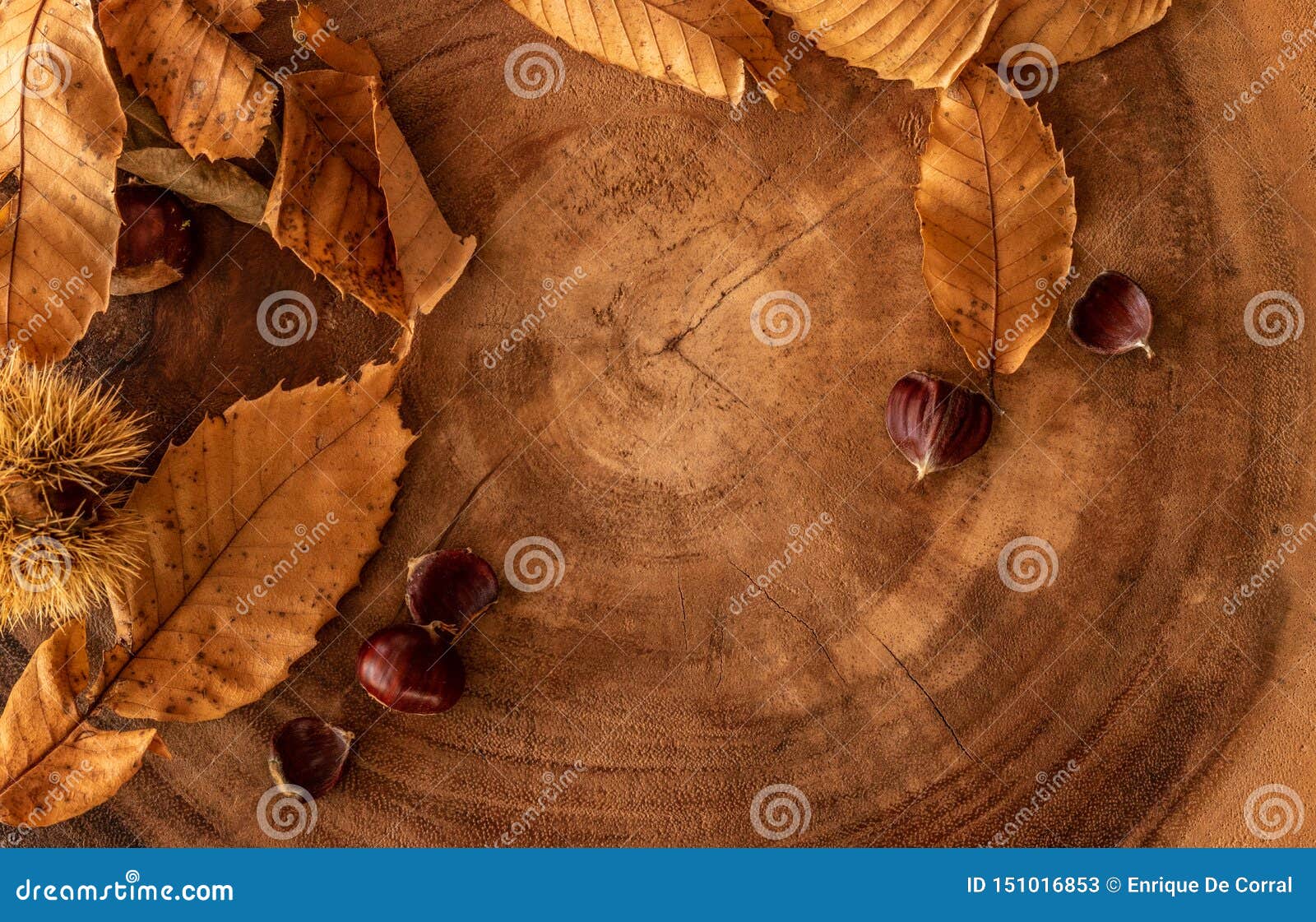 seasonal fall background with leaves, chestnuts and a log
