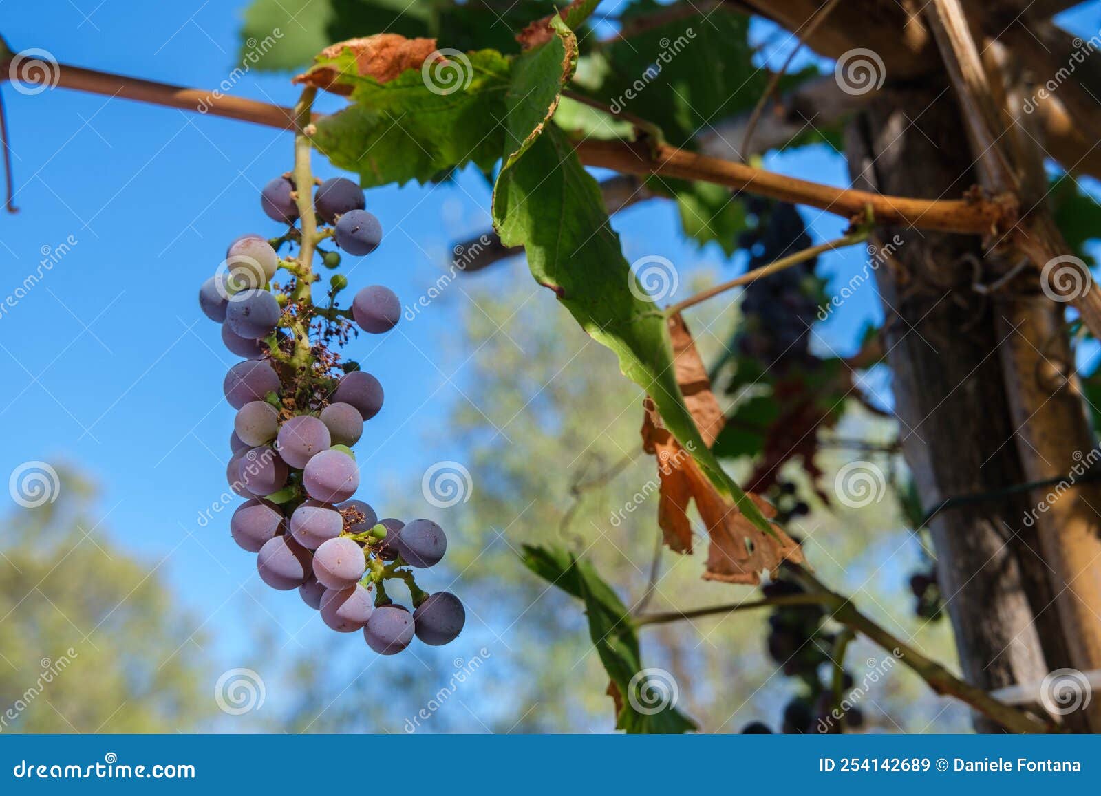 seasonal fruits grapes against blue sky sardinian wines