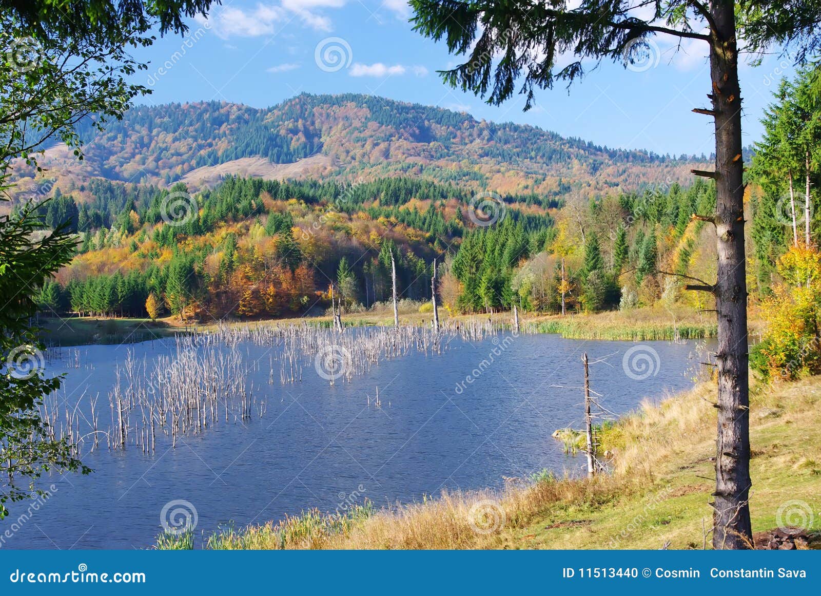 Seasonal Landscape Autumn Stock Photo Image of edges, firs 11513440
