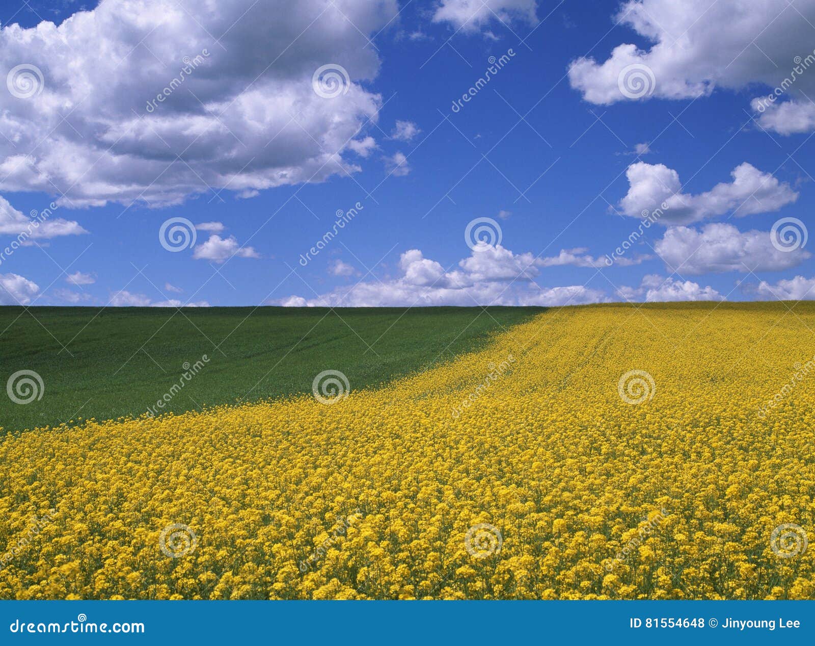 Seasonal Landscape stock photo. Image of spring, scenic 81554648