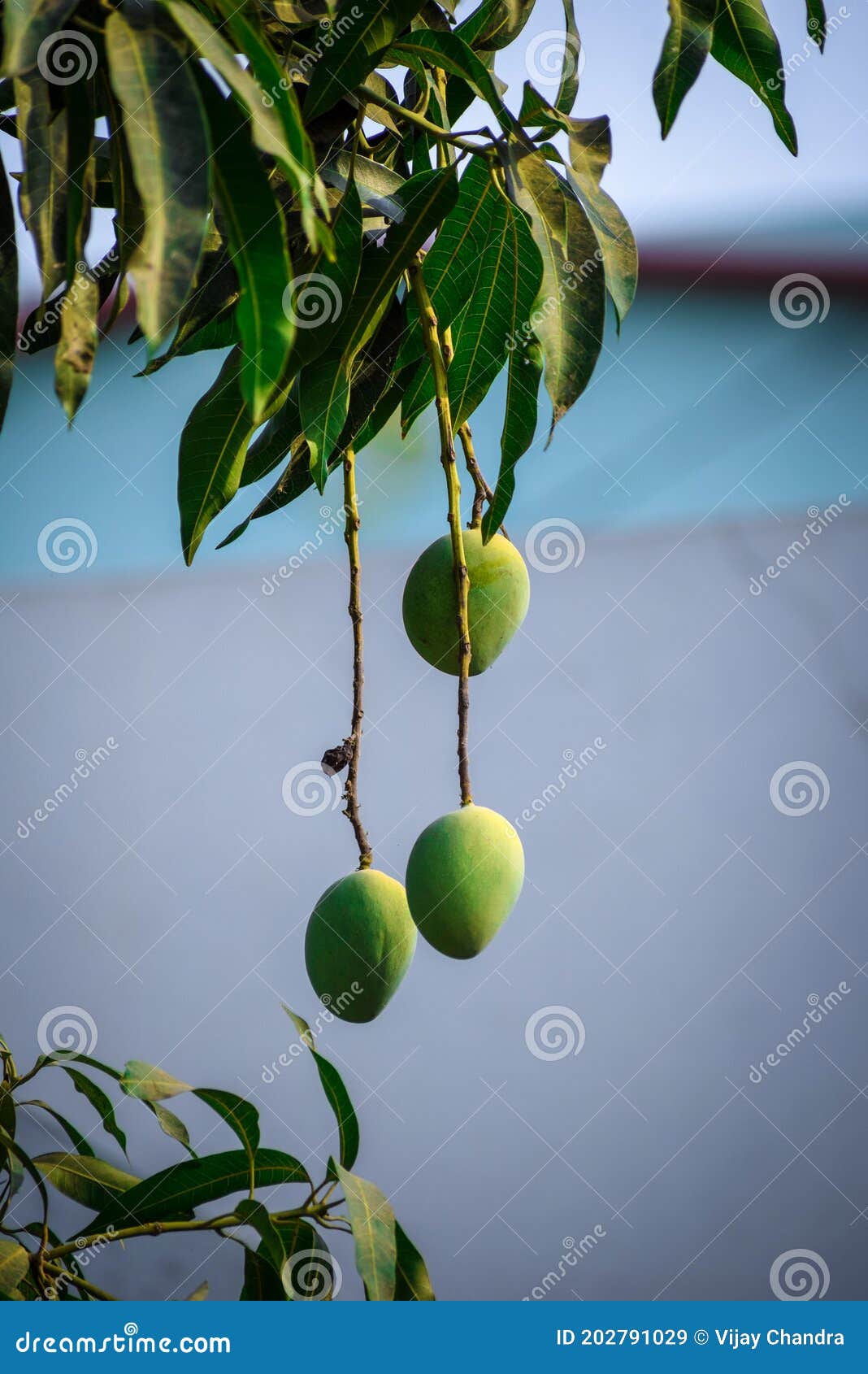 Seasonal mangoes stock image. Image of mango, seasonal 202791029
