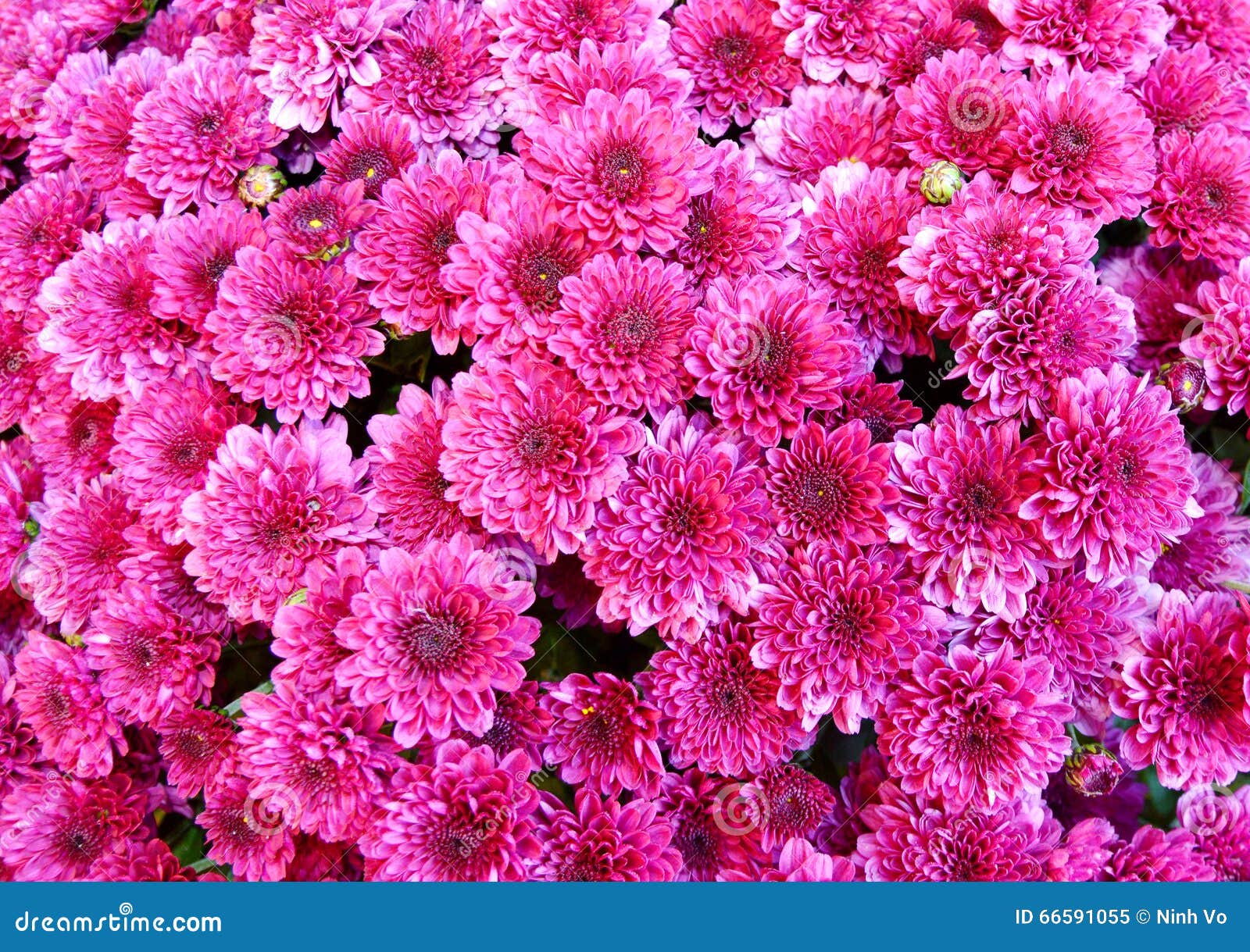 Seasonal pink mums stock image. Image of autumn, bloom - 66591055