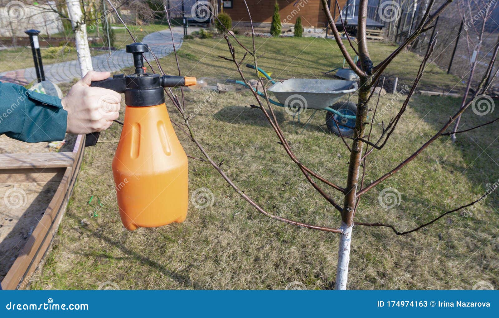 spraying fruit trees with a pump sprayer with insecticides and fungicides in the spring season. treatment of apple trees with