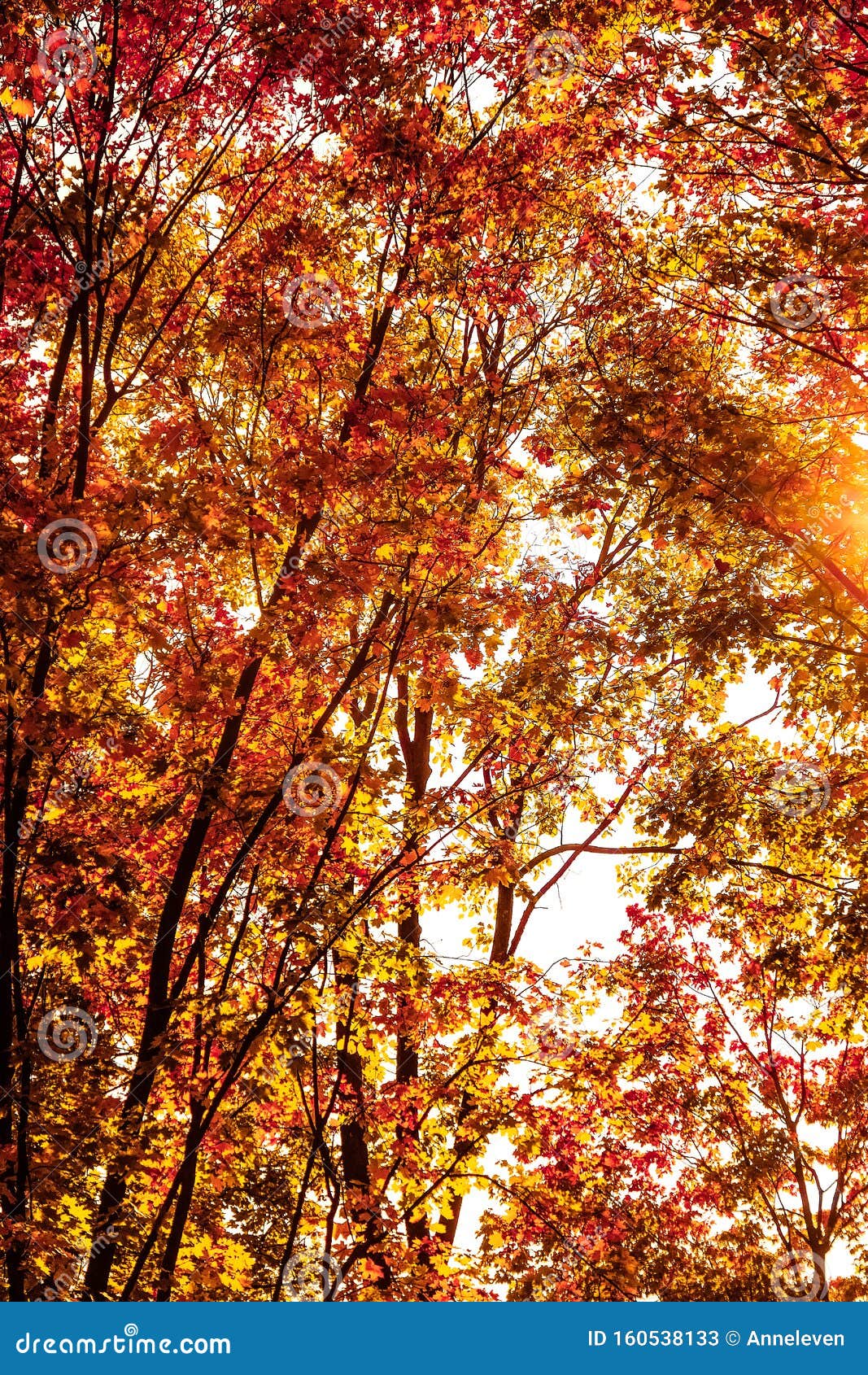 Beautiful Autumn Landscape Background, Vintage Nature Scene in Fall