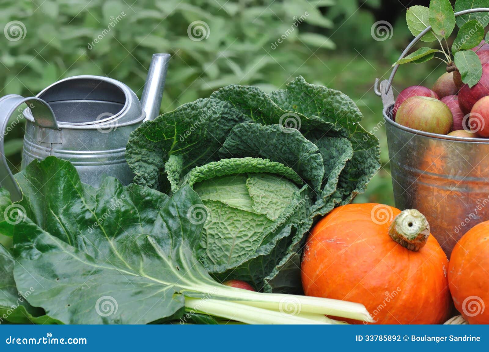 Seasonal Vegetable from Garden Stock Photo Image of bucket, metal