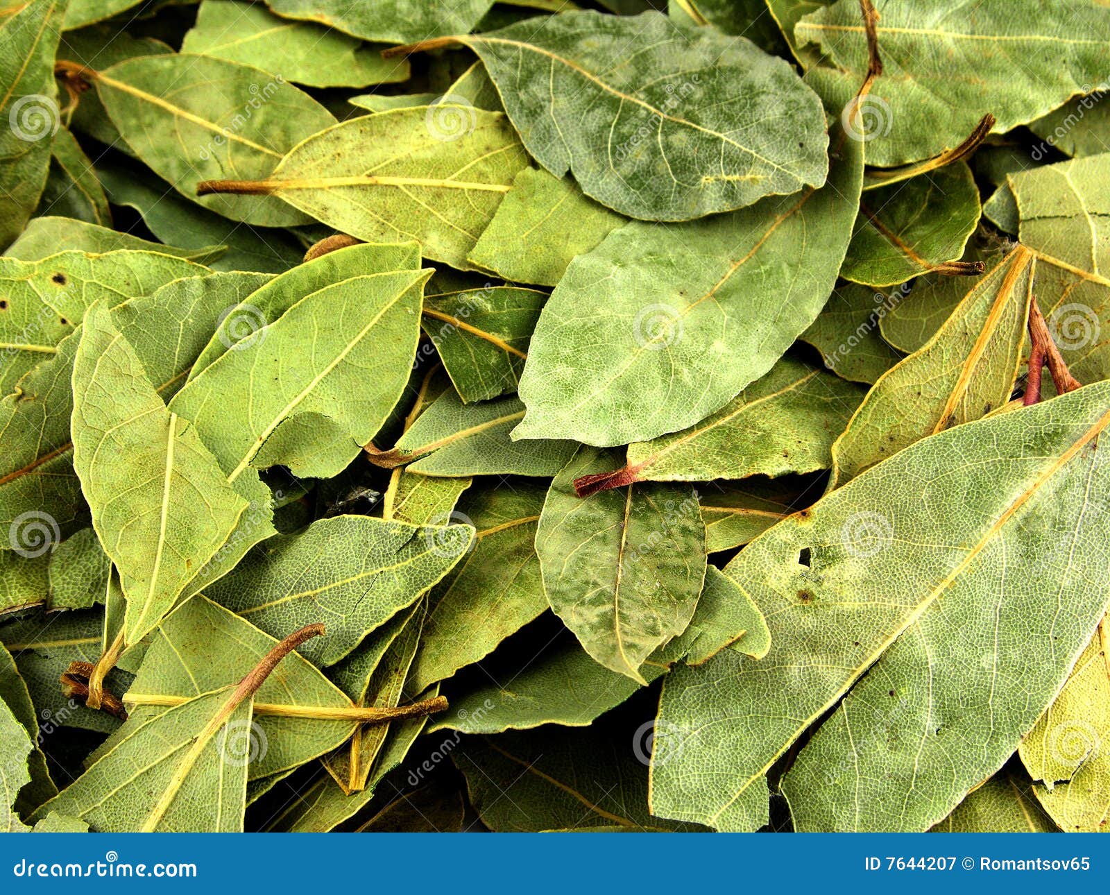 Seasoning, bay leaf stock image. Image of greens, dried 7644207
