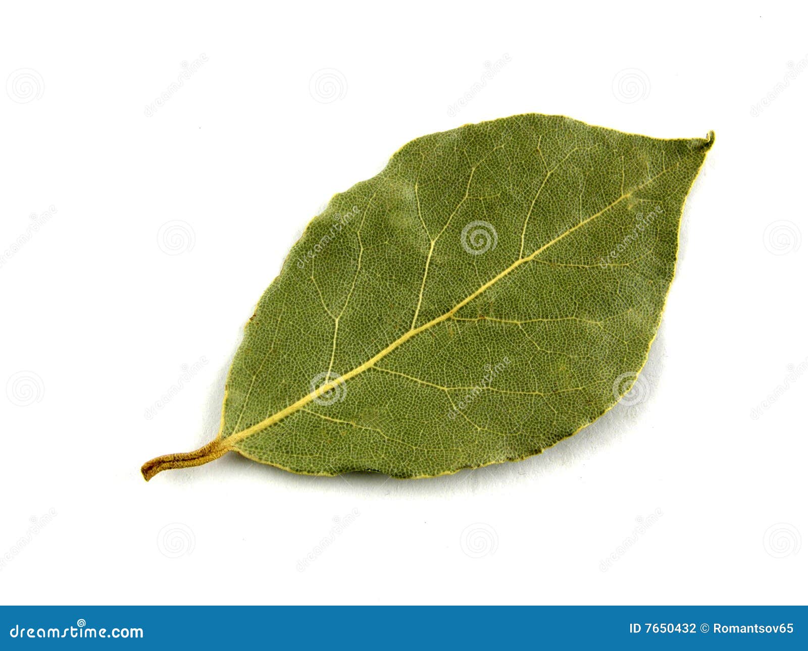 Seasoning, bay leaf stock photo. Image of plant, sheet 7650432