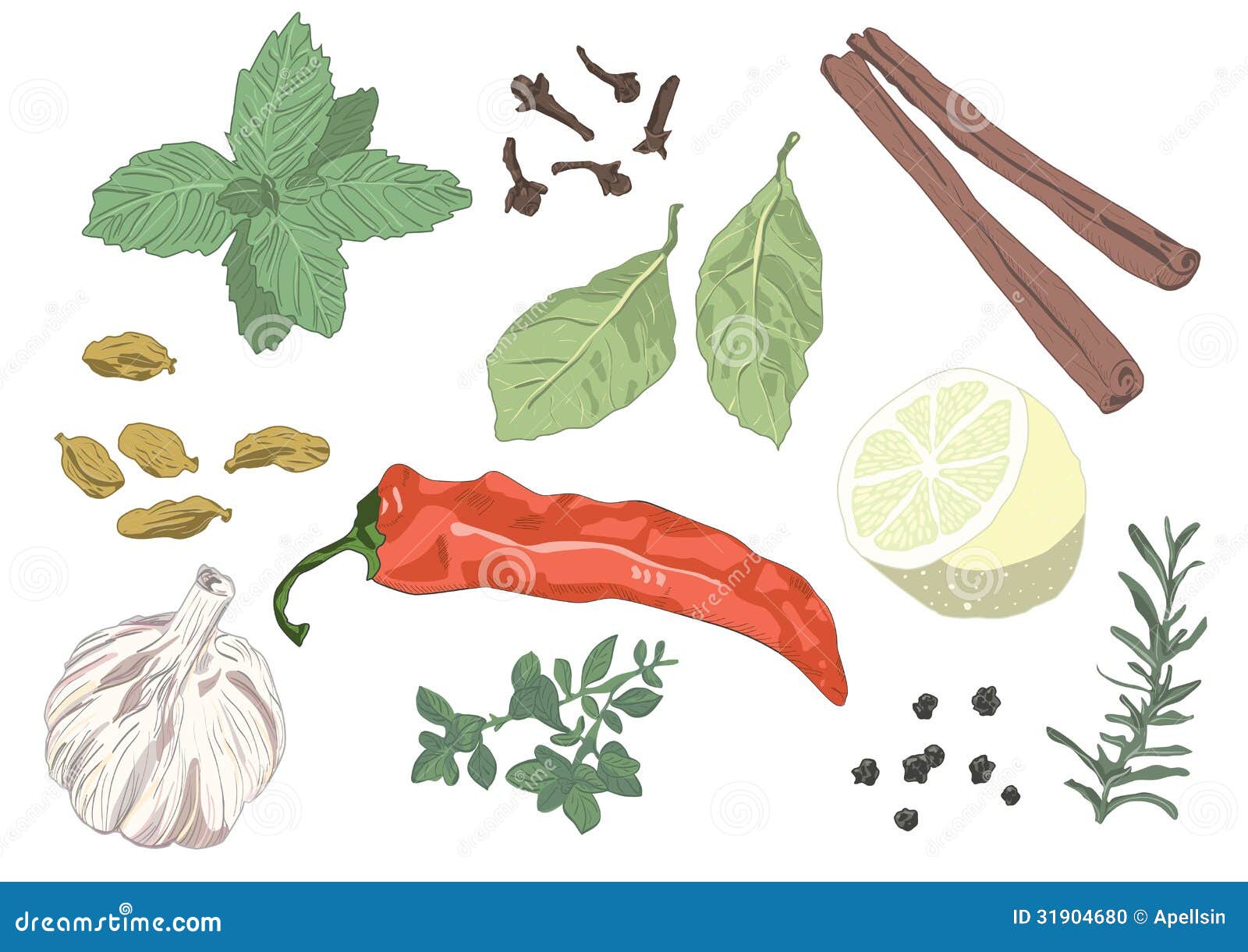 Seasonings stock vector. Illustration of rosemary, cook 31904680