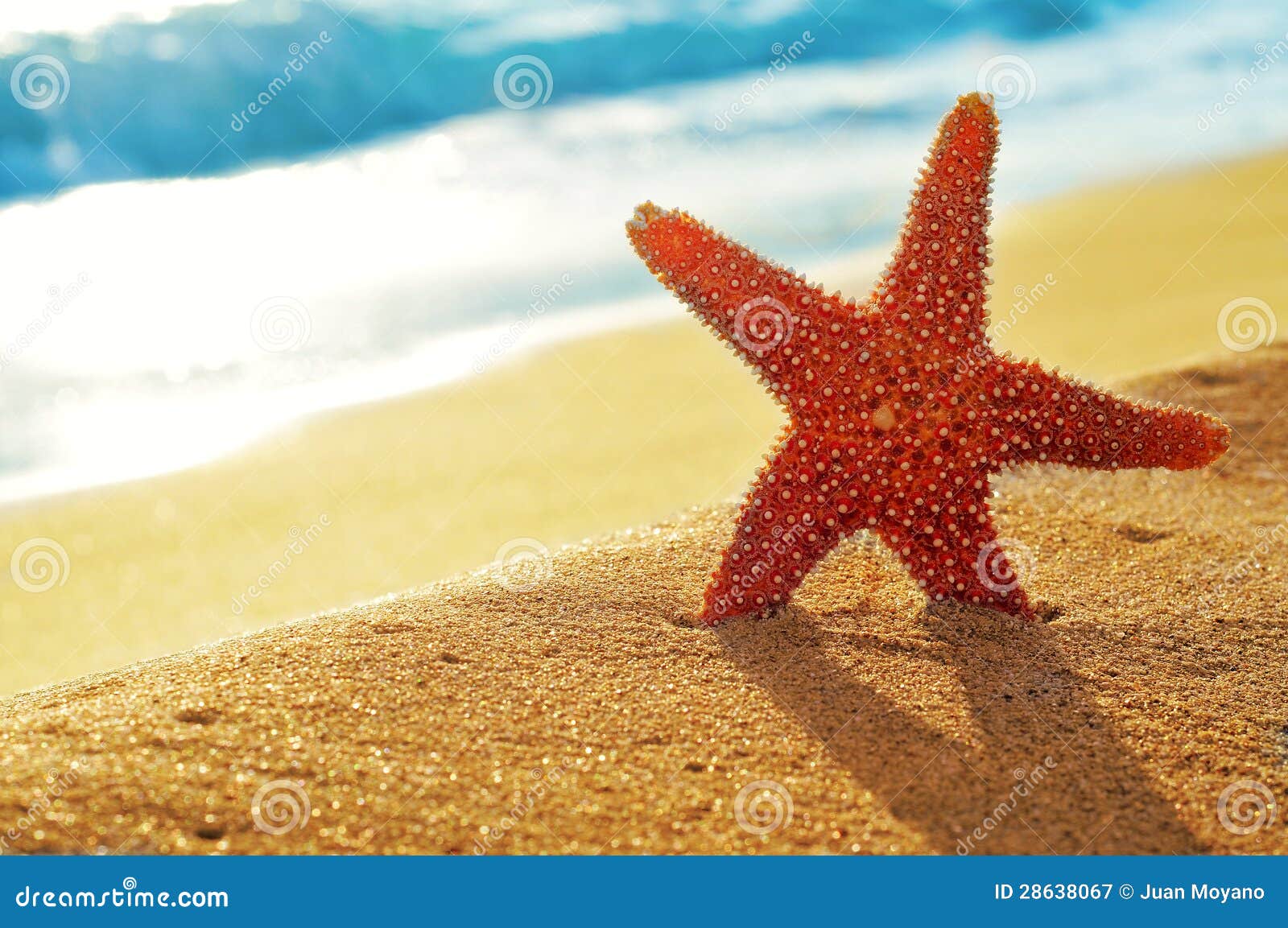 seastar on the sand of a beach