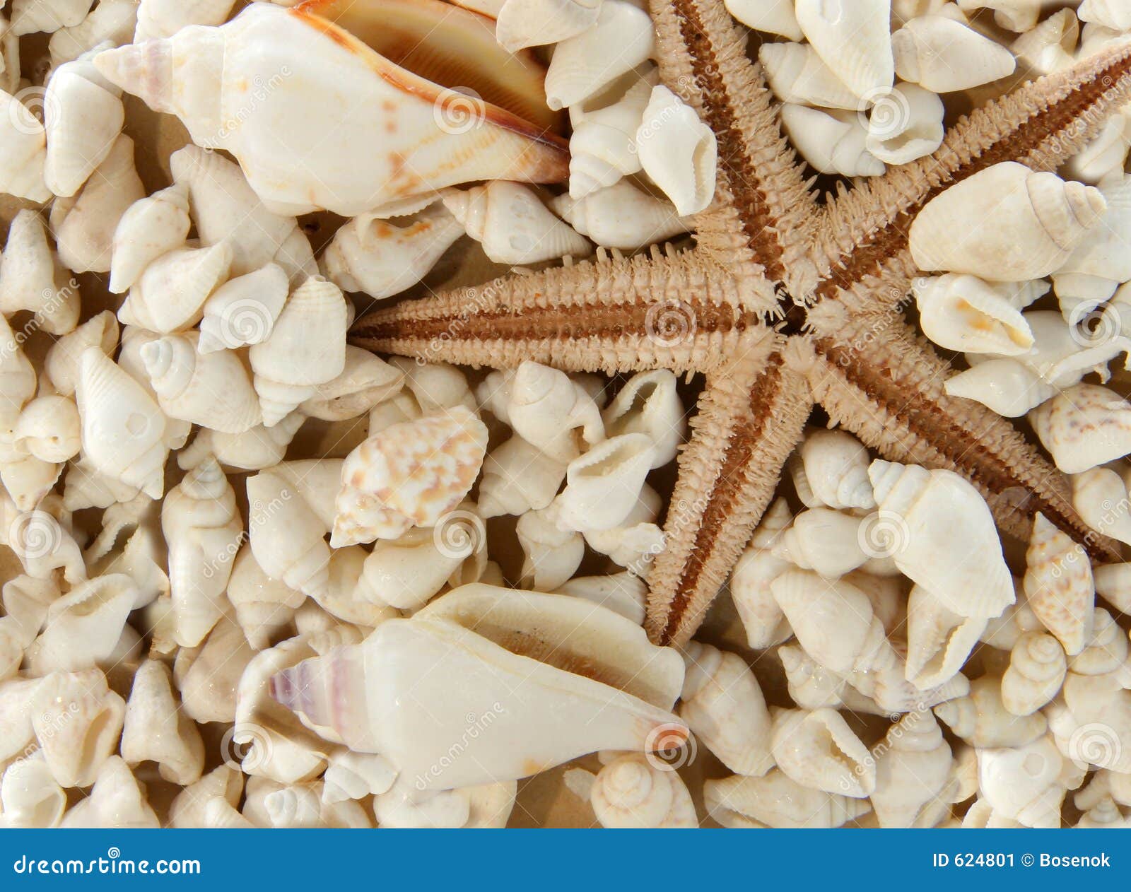 seastar and shells