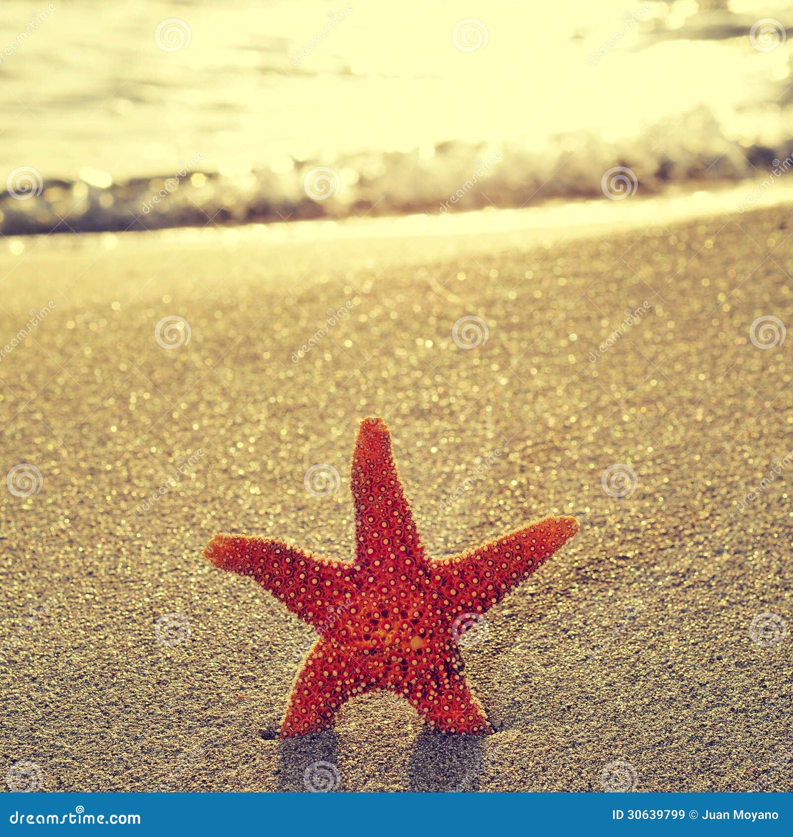 seastar on the shore of a beach