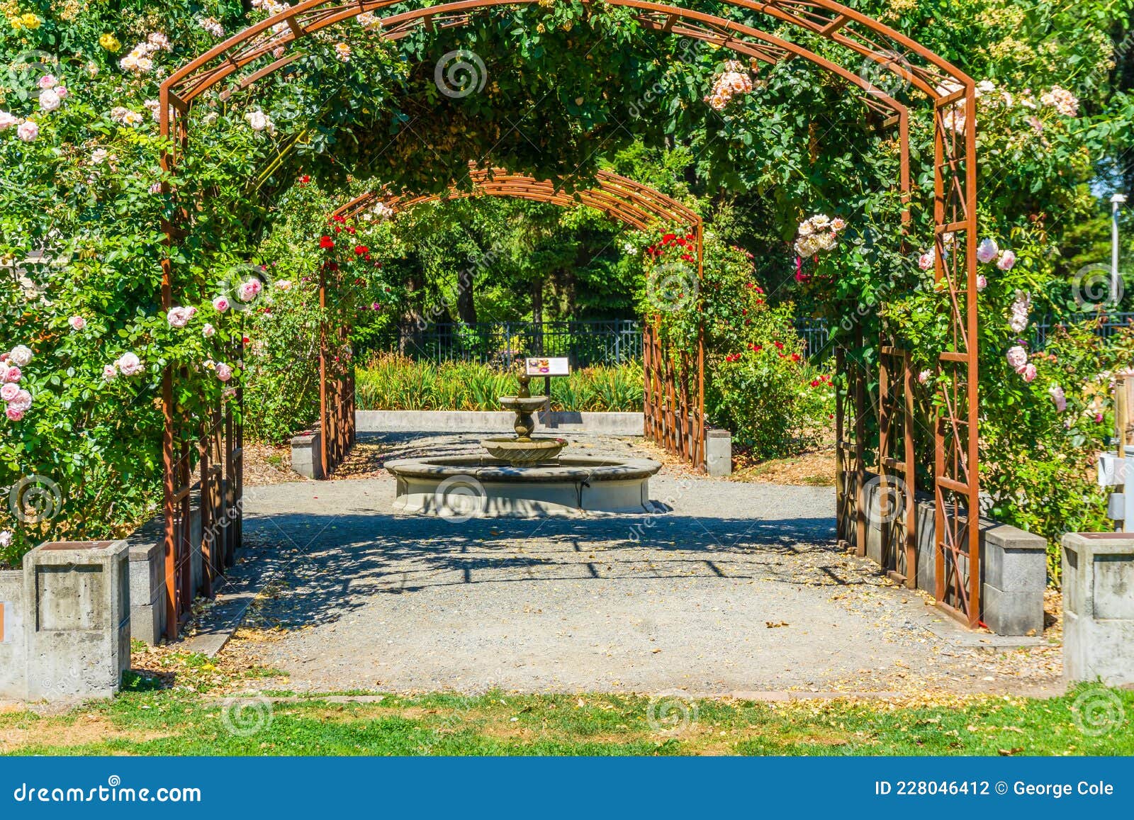 Seatac Rose Trellises stock photo. Image of state, seatac 228046412