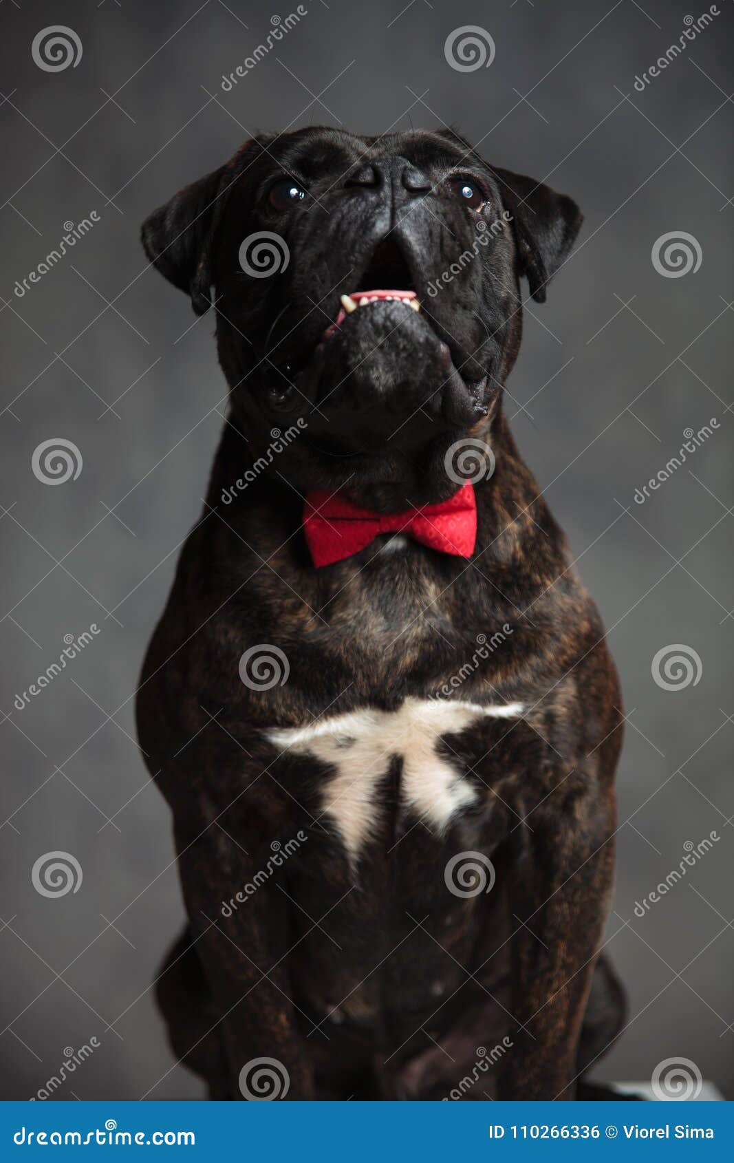 Seated Elegant Boxer Dog Looks Up Stock Photo - Image of boxer, puppy ...