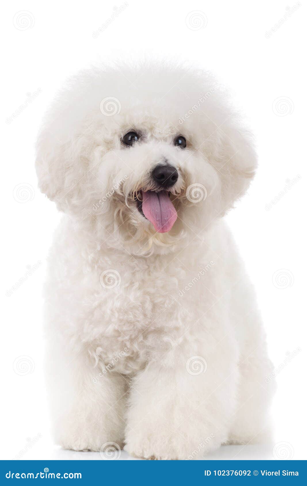 seated and panting bichon frise