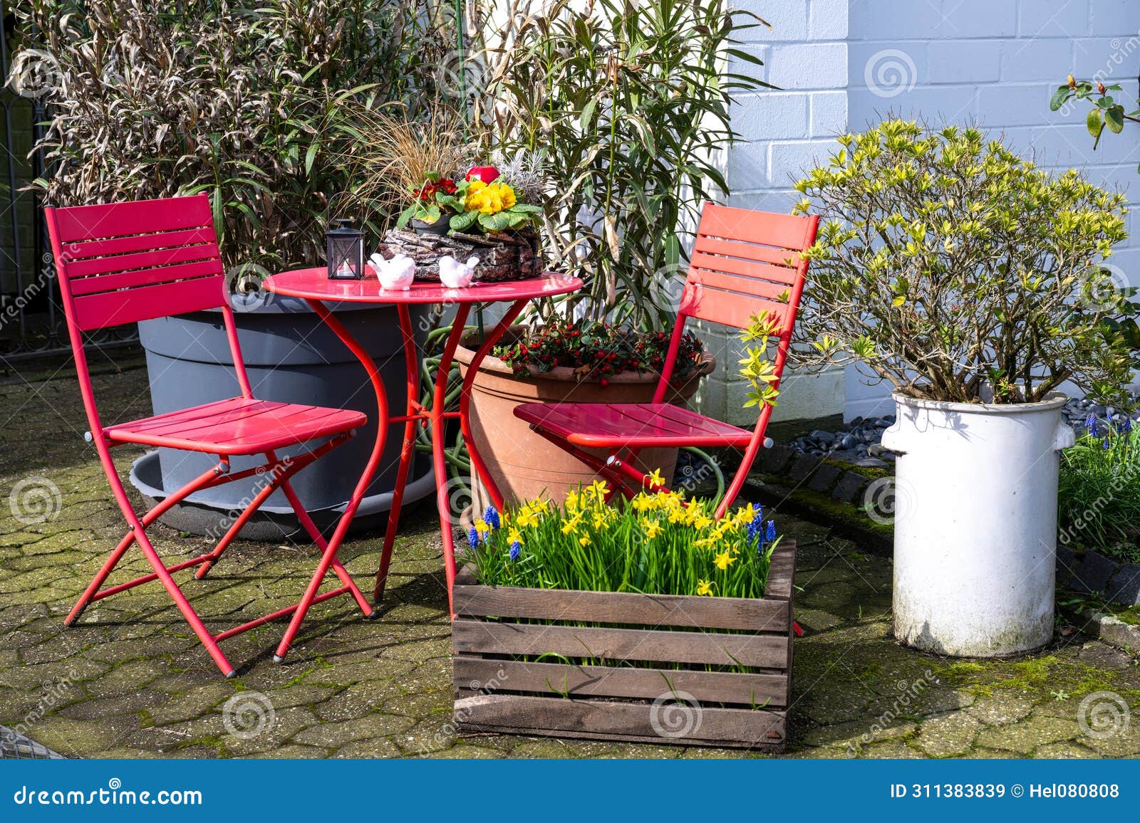 seating area, red chairs, round table, primroses. garden corner with wooden box planted with yellow daffodils and blue grape hyaci