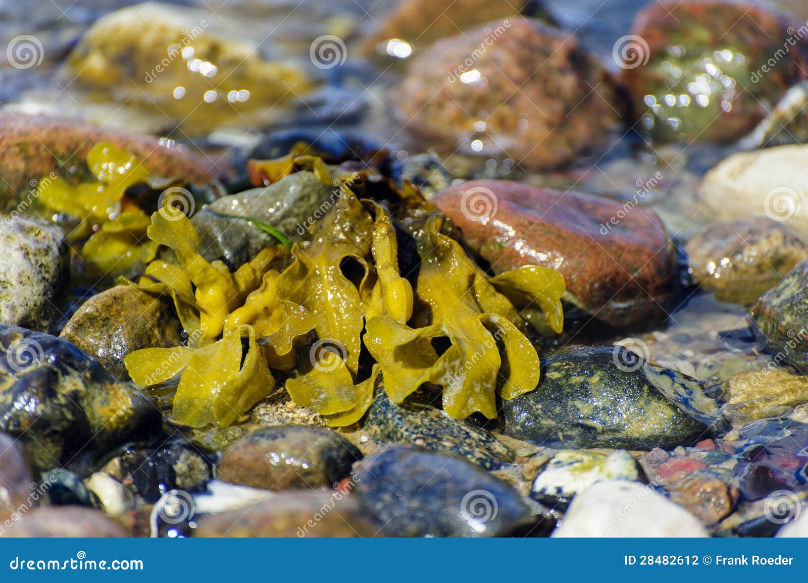 Seaweed stock photo. Image of kelp, beach, seaweed, coast 28482612