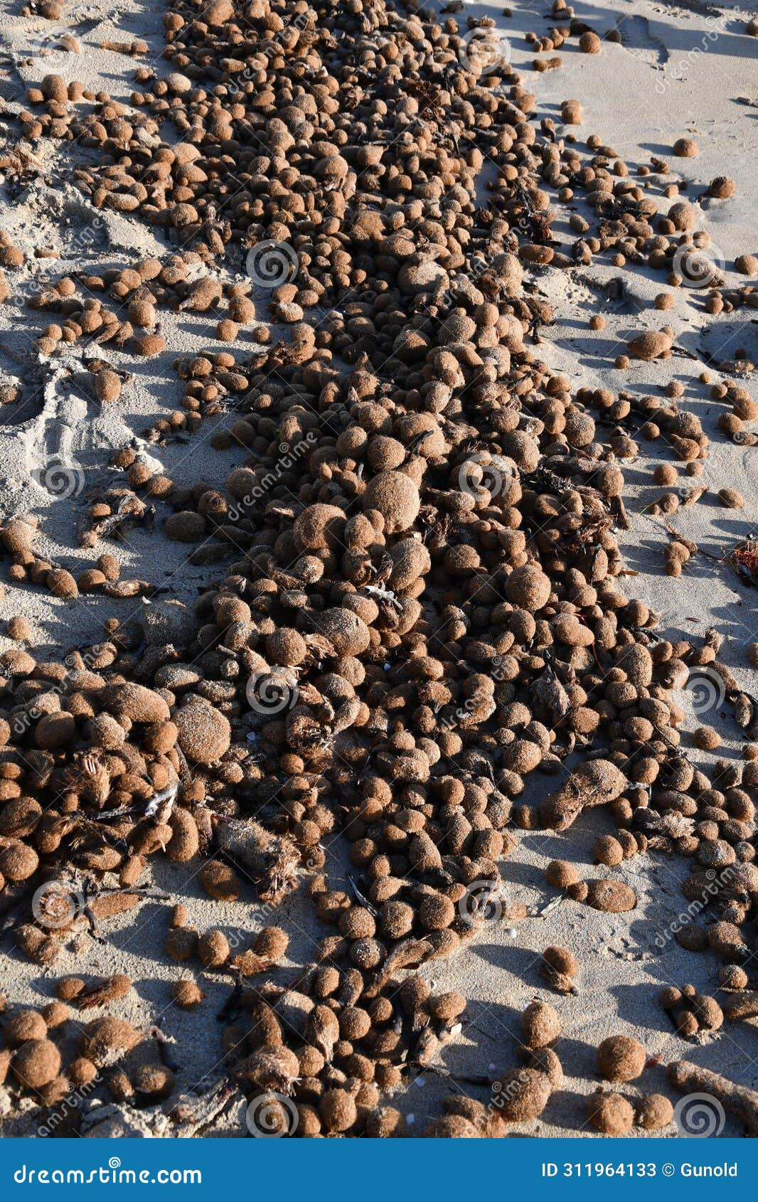 seaweed balls on beach at palma de mallorca