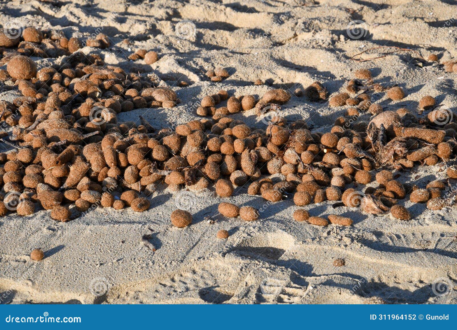 seaweed balls on beach at palma de mallorca