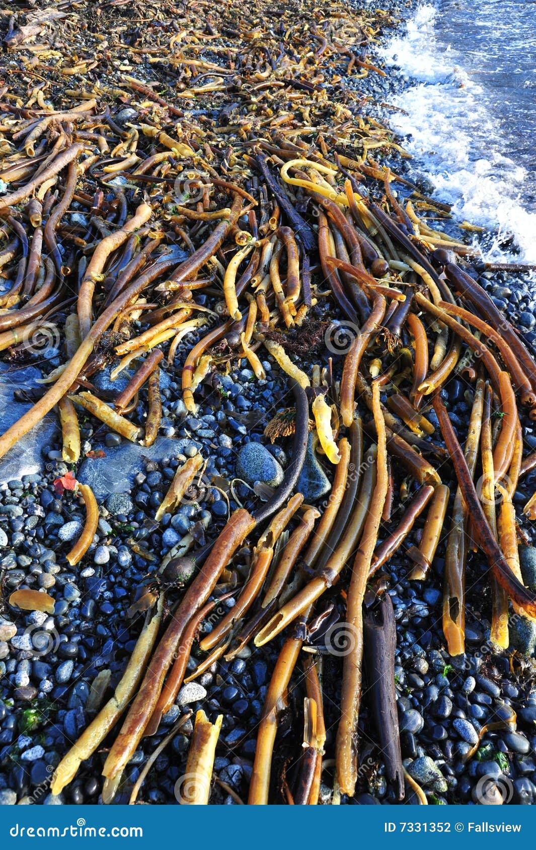 Seaweed on beach stock photo. Image of coastline, roots 7331352