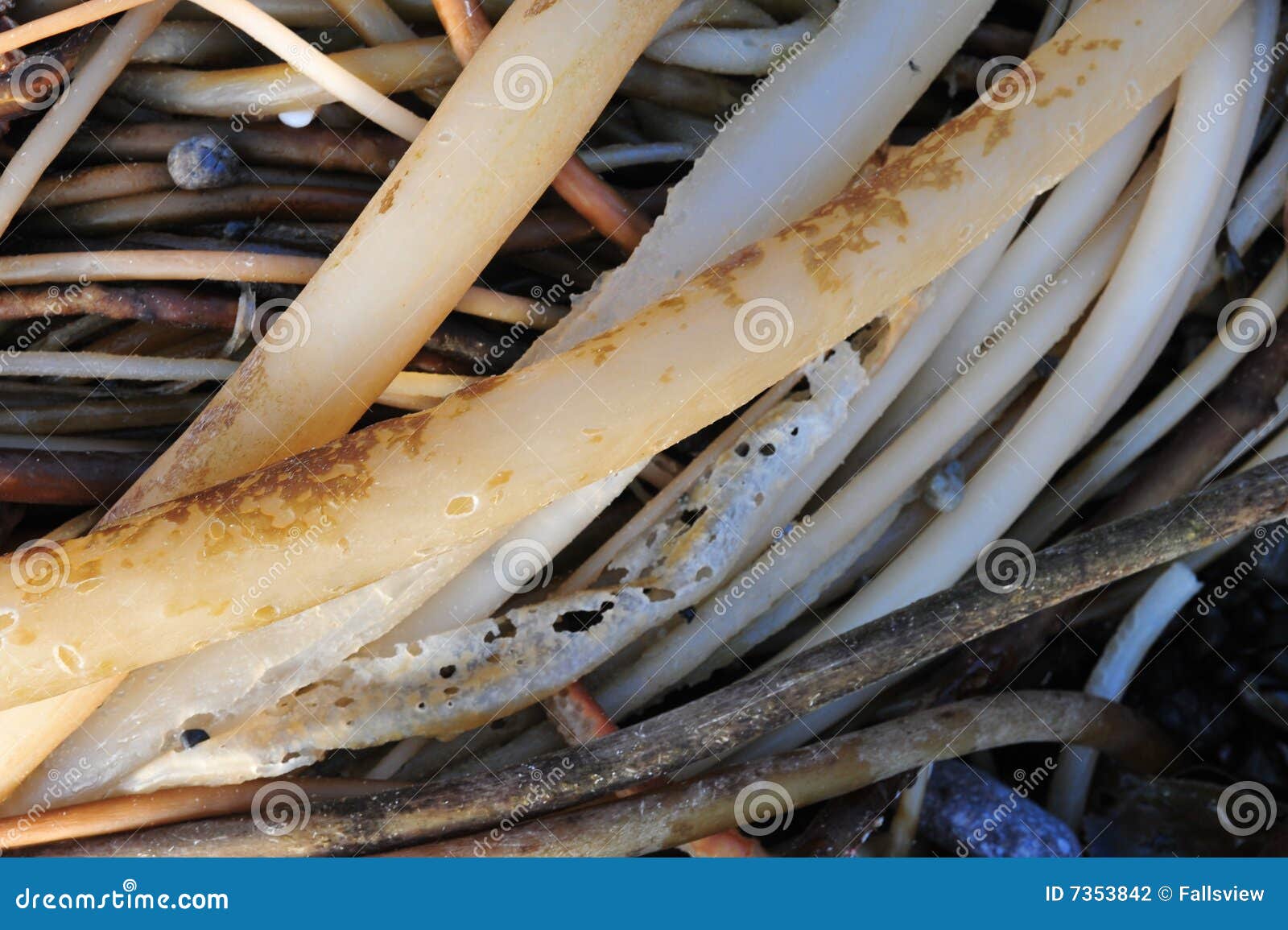 Seaweed on beach stock photo. Image of coastline, seaside 7353842