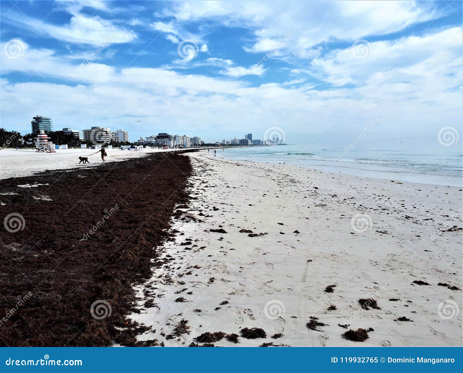 Miami Seaweed Invasion editorial image. Image of white 119932765