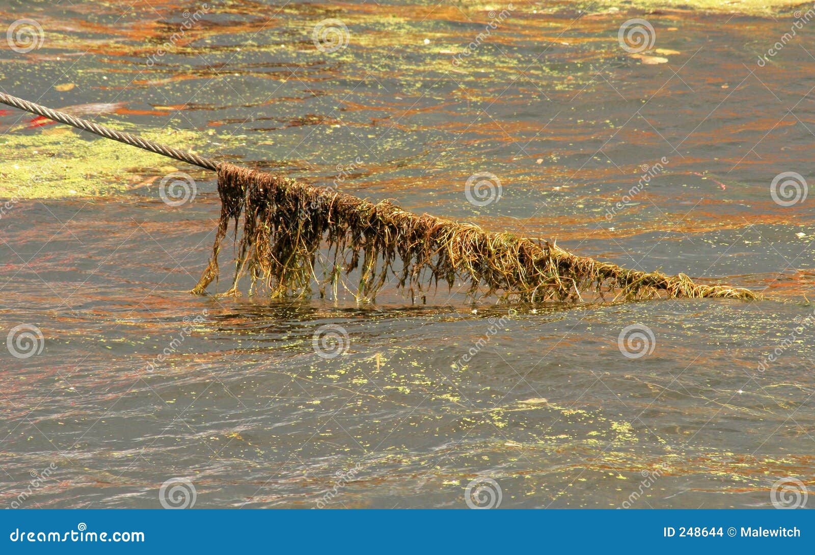 Seaweed cord stock photo. Image of dirty, pollution, metal 248644