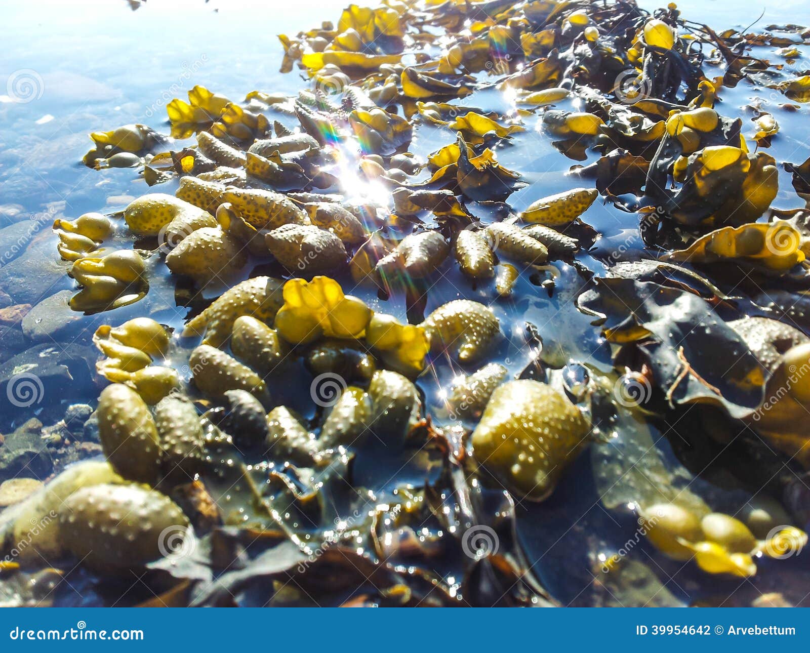 Seaweed stock photo. Image of beach, aquatic, macro, floral 39954642