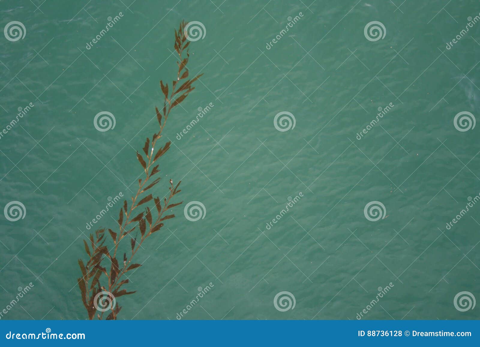 Seaweed Floating in Ocean stock photo. Image of floating 88736128