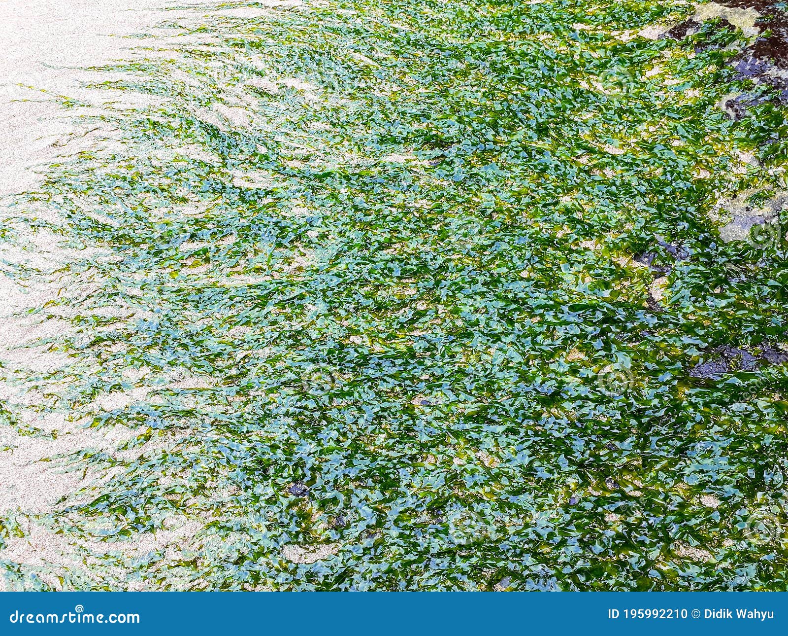 A Seaweed so Fresh on the Beach Stock Photo Image of woodland, meadow